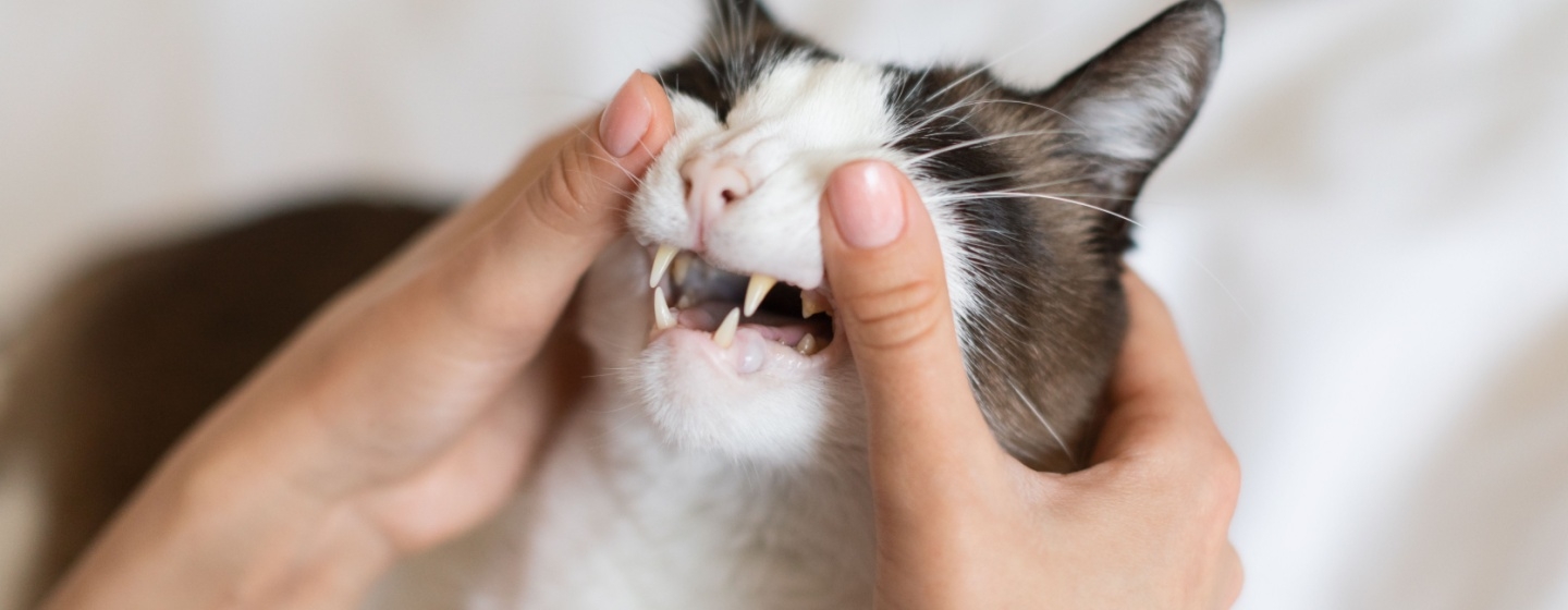 Gigi Kucing Copot Kenali Penyebab Dan Cara Merawatnya